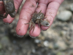 Hemigrapsus penicillatus