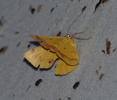 Erastria decrepitaria