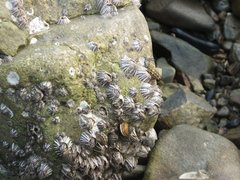 Fistulobalanus albicostatus