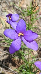 Cheiranthera linearis