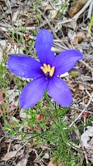 Cheiranthera linearis