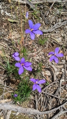 Cheiranthera linearis