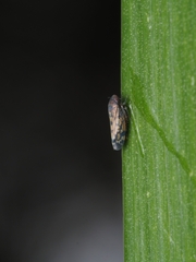 Xestocephalus