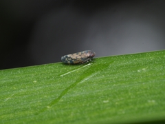 Xestocephalus