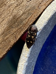 Neocypetes guttulata