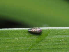 Xestocephalus