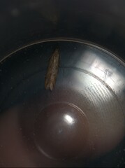 Dichomeris acuminatus