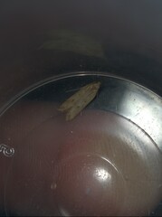 Dichomeris acuminatus