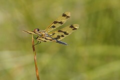 Rhyothemis graphiptera