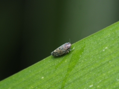 Xestocephalus