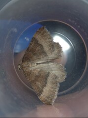 Larentia clavaria
