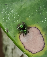 Salticidae