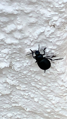 Timarcha tenebricosa