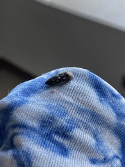Neocypetes guttulata