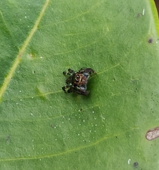 Salticidae