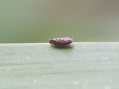 Xestocephalus