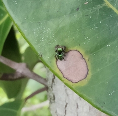 Salticidae
