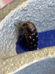 Neocypetes guttulata