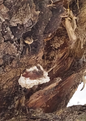 Heterobasidion annosum