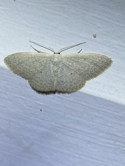 Scopula optivata