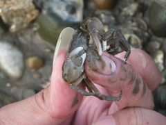 Hemigrapsus