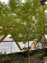 Fraxinus