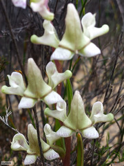 Disperis circumflexa aemula