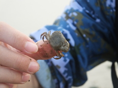 Hemigrapsus penicillatus