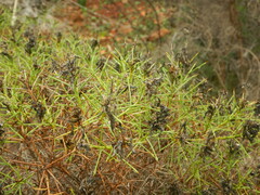 Genista hirsuta
