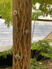 Fraxinus