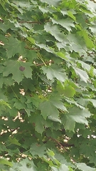 Acer saccharum