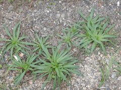 Plantago serraria