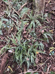 Asplenium normale