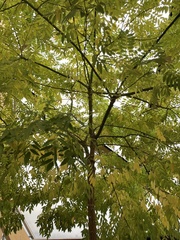 Fraxinus