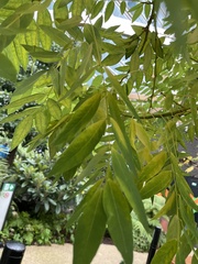 Fraxinus