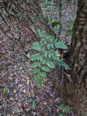 Davallia solida pyxidata