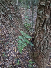 Davallia solida pyxidata
