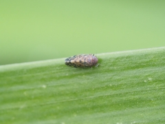 Xestocephalus