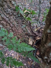 Davallia solida pyxidata