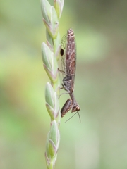 Mantispidae