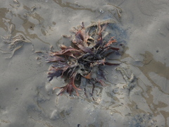 Rhodophyta