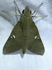 Nephele subvaria