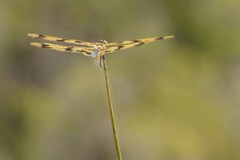 Rhyothemis graphiptera