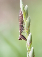 Mantispidae