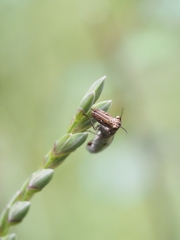 Mantispidae