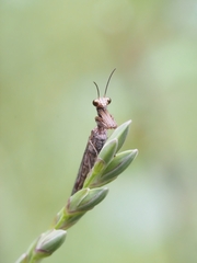 Mantispidae