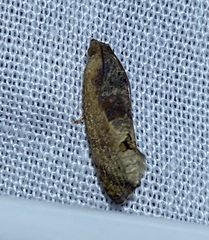 Cryptophlebia ombrodelta
