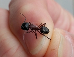Camponotus