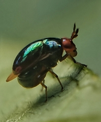 Celyphidae