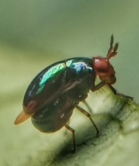 Celyphidae